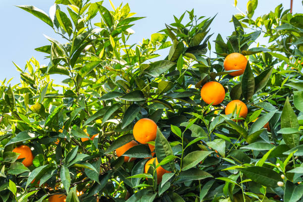istock Orange trees and fruits growing 2167887131