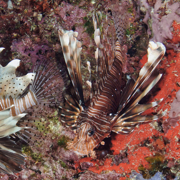 istock Lion fish on sea bed 2167887339
