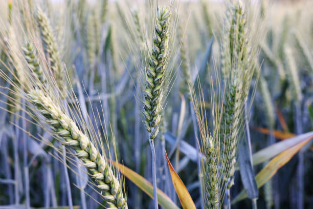 istock Green wheat ears in field 2167888204