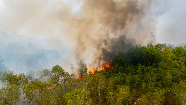 istock Forest fires are burning the forests in summer. 2167888971