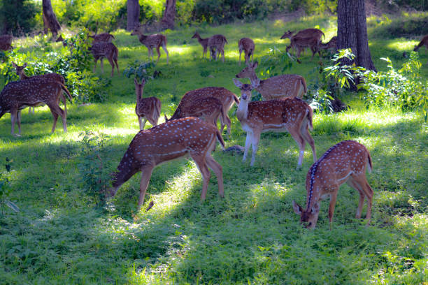 istock Group of deers in jungle 2167889175