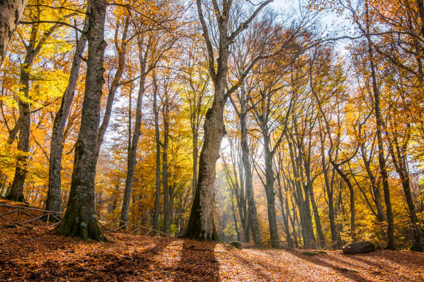 istock Forest floor covered with fallen autumn leaves illuminated by the sun shining through the trees. Foliage. 2167889417