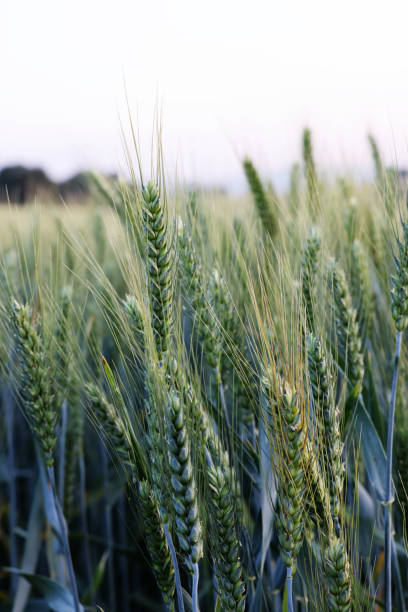 istock Green wheat ears in field 2167889545
