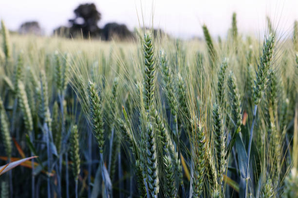 istock Green wheat ears in field 2167891293