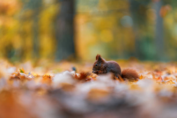 istock Squirrel (Sciurus vulgaris) Eating in a Colorful Autumn Forest 2167892011