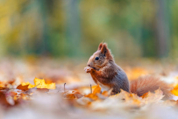 Squirrel (Sciurus vulgaris) Eating in a Colorful Autumn Forest