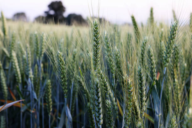 istock Green wheat ears in field 2167892131