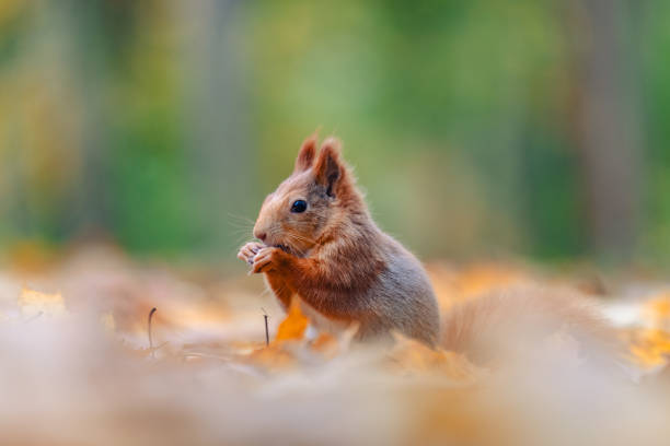 istock Squirrel (Sciurus vulgaris) Eating in a Colorful Autumn Forest 2167892183