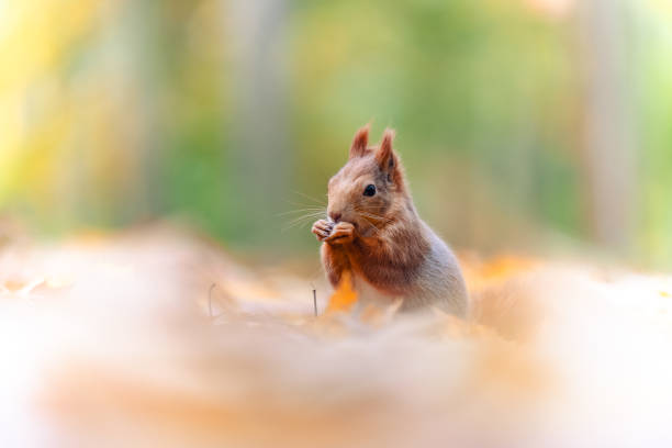 istock Squirrel (Sciurus vulgaris) Eating in a Colorful Autumn Forest 2167892266