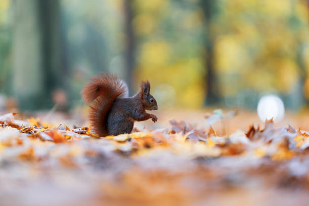 istock Squirrel (Sciurus vulgaris) Eating in a Colorful Autumn Forest 2167892362