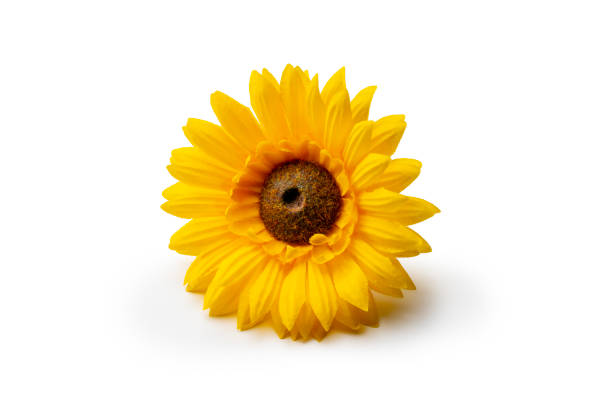 One artificial sunflower Isolated on White Background. Studio shot.