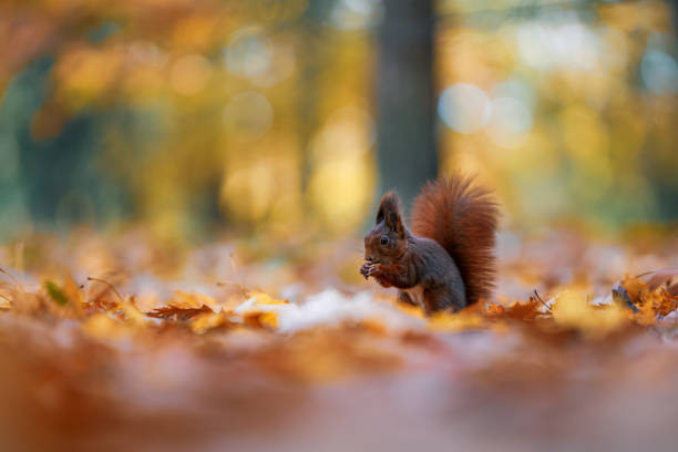 istock Squirrel (Sciurus vulgaris) Eating in a Colorful Autumn Forest 2167892465