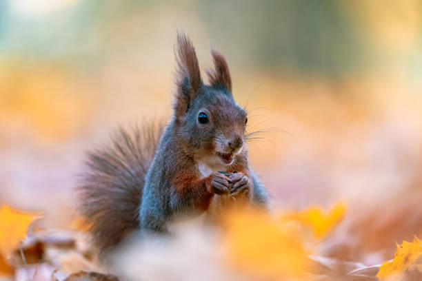 istock Squirrel (Sciurus vulgaris) Eating in a Colorful Autumn Forest 2167892610