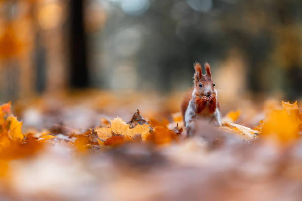 istock Squirrel (Sciurus vulgaris) Eating in a Colorful Autumn Forest 2167892761
