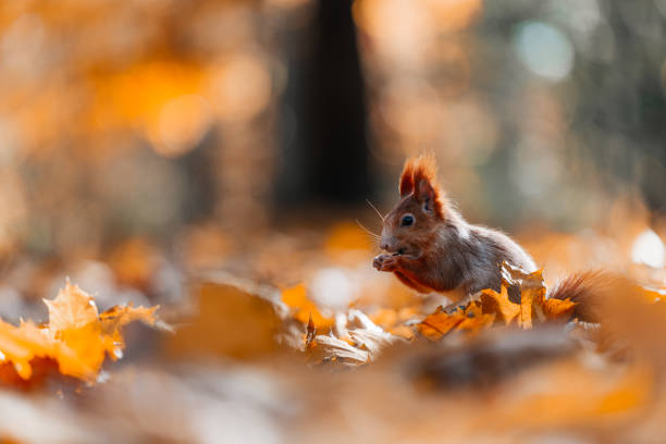 istock Squirrel (Sciurus vulgaris) Eating in a Colorful Autumn Forest 2167893820