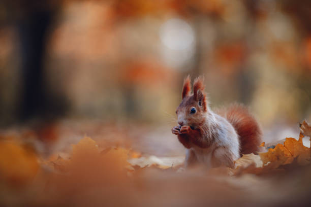 istock Squirrel (Sciurus vulgaris) Eating in a Colorful Autumn Forest 2167894000