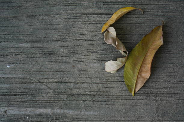 Several dry leaves lie on the surface of the floor made of cement with an abstract gray motif.