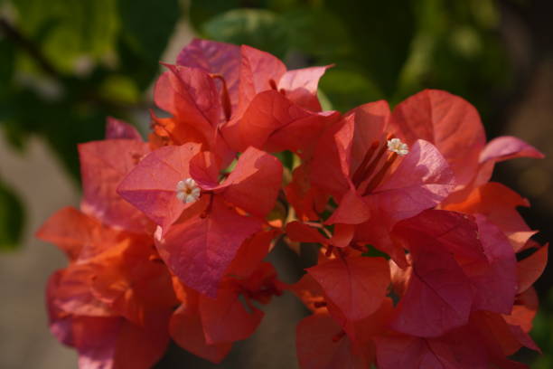istock Vibrant bougainvillea flowers in full bloom 2167894841