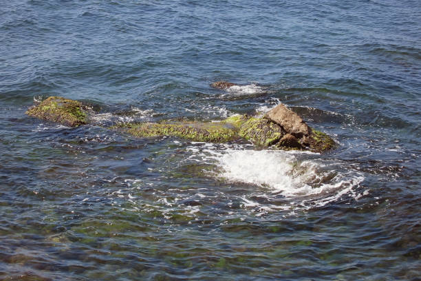 Clear Sea, Algae and Rocks Near the Shore.Clear water, algae and rocks in the areas of the sea near the shore are clearly visible. Natural details in clean and clear water.