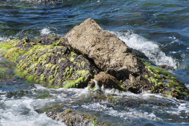 Clear Sea, Algae and Rocks Near the Shore.Clear water, algae and rocks in the areas of the sea near the shore are clearly visible. Natural details in clean and clear water.