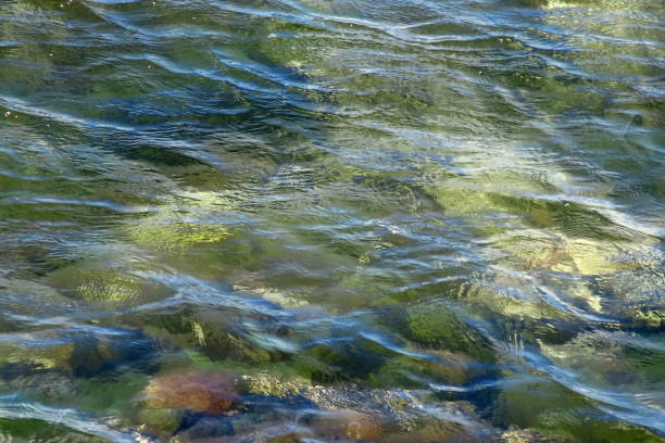 Clear Sea, Algae and Rocks Near the Shore.Clear water, algae and rocks in the areas of the sea near the shore are clearly visible. Natural details in clean and clear water.