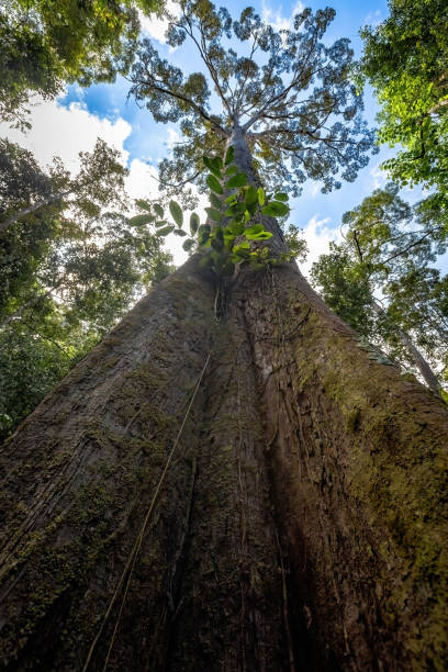 istock Giant trees in Borneo Rainforest Malaysia 2167896595