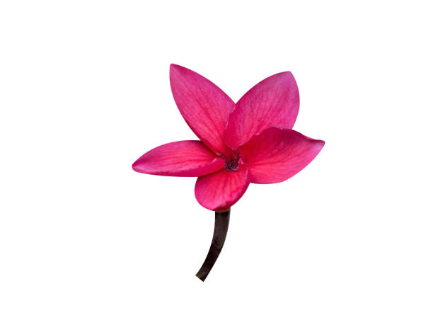 istock Plumeria rubra flower 2167897212