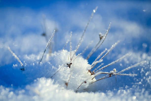 Plants and leaves covered with frost and snow in the autumn