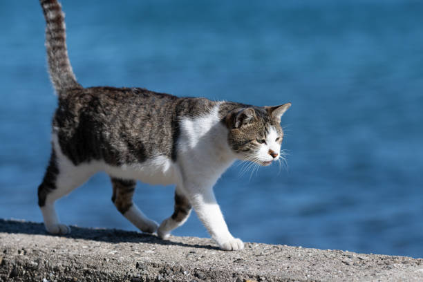 istock Cat walking on the embankment 2167899154