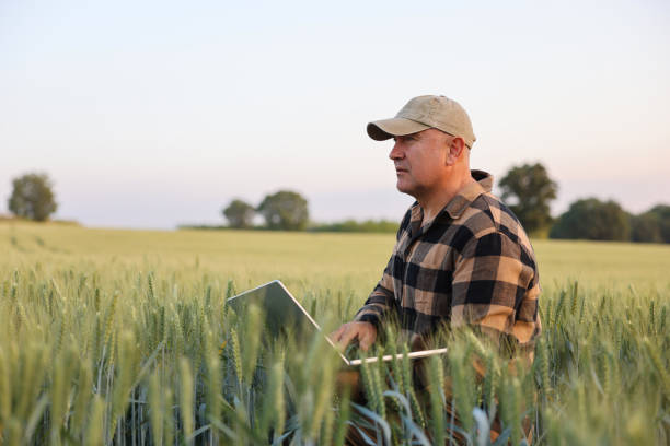 istock Farmer working with laptop on wheat field. 2167899241