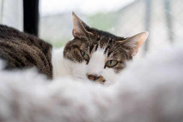 istock Cat relaxing by the window 2167899353