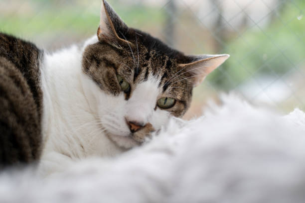 istock Cat relaxing by the window 2167899387