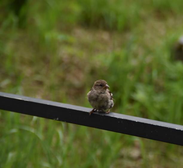 A half-eaten plate of dessert, beach glasses and a sparrow bird looking into the plate on the table. soft focus.