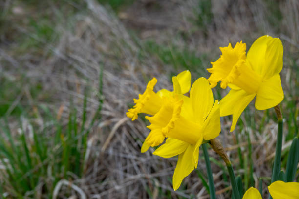 Freshly opened daffodils in brilliant yellow, their petals glowing brightly under the warm sunlight. The flowers are vivid and radiant, with each blossom fully open, showcasing their vibrant golden hues. The daffodils stand tall and lively, surrounded by lush green foliage.
