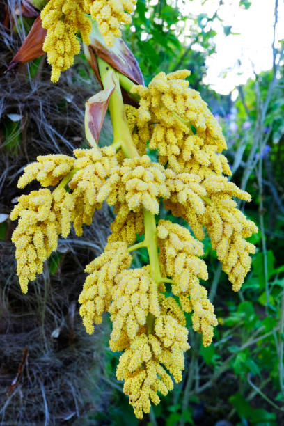 Close-up of the yellow flowers of Trachycarpus Fortunei or Chusan Palm