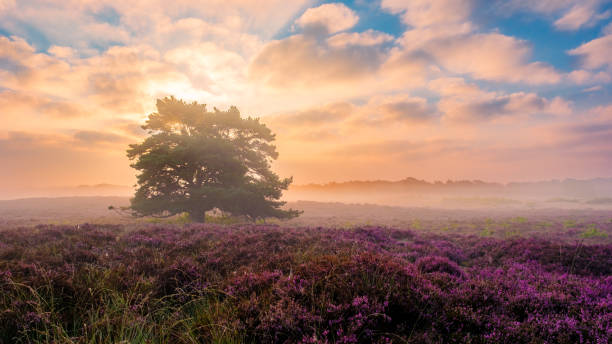 istock Blooming heather fields at dawn in Veluwe Zuiderheide, Netherlands 2167900315