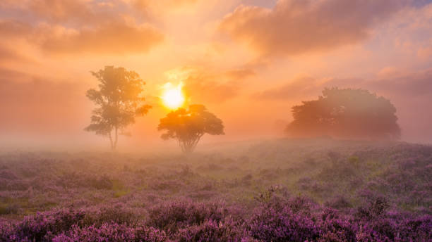istock Sunrise over blooming heather fields at Veluwe Zuiderheide in the Netherlands 2167900317