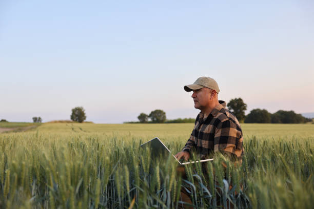 istock Farmer working with laptop on wheat field. 2167900415