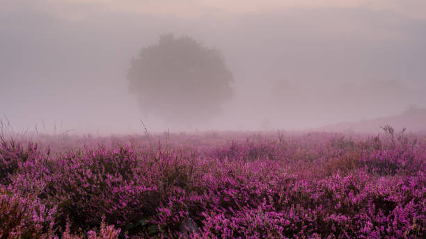 istock Enchanting blooming heather fields at Veluwe Zuiderheide in the morning mist 2167900447