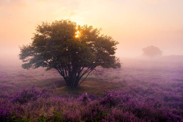 istock Experience the enchanting bloom of heather fields at Veluwe Zuiderheide, Netherlands 2167901036
