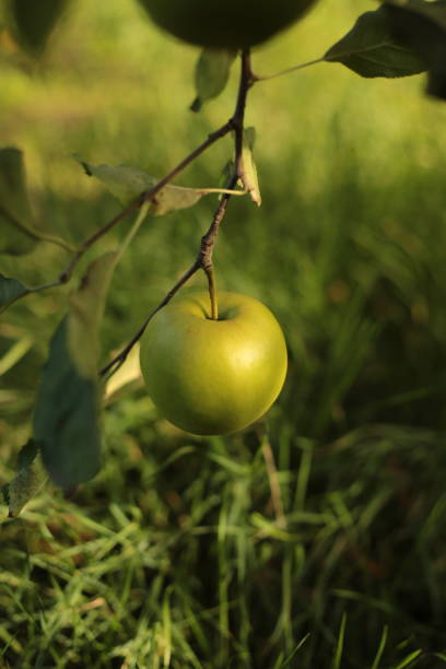 green apples on branch