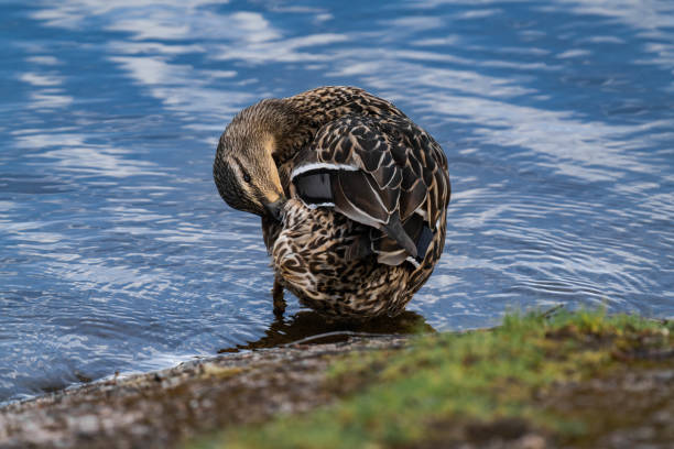 Mallard duck female (Anas platyrhynchos) cleaning her feathers