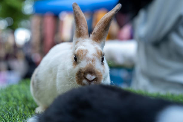 A close-up photograph of a white and brown rabbit with black fur in the background, showcasing the rabbit's soft fur, curious eyes, and delicate whiskers.