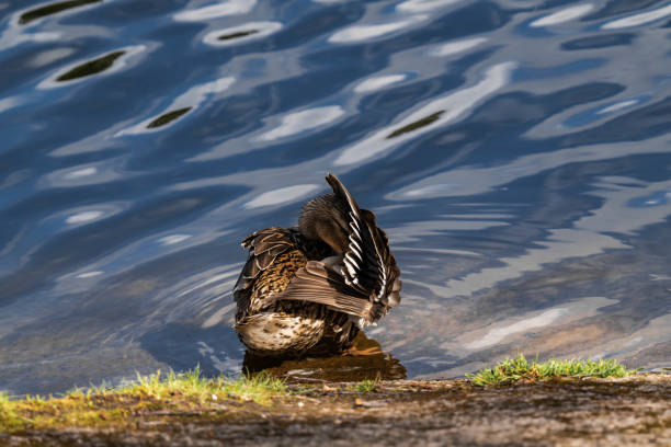 Mallard duck female (Anas platyrhynchos) cleaning her feathers