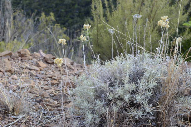 istock Helichrysum with yellow dry flowers 2167902121