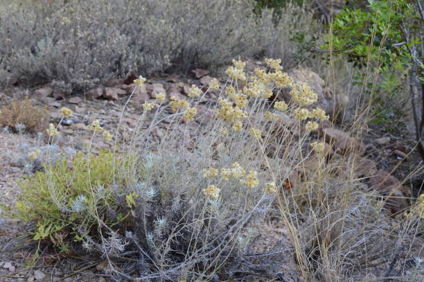 istock Helichrysum with yellow dry flowers 2167902122