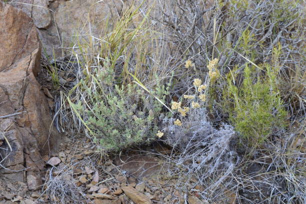 istock Helichrysum with yellow dry flowers 2167902124
