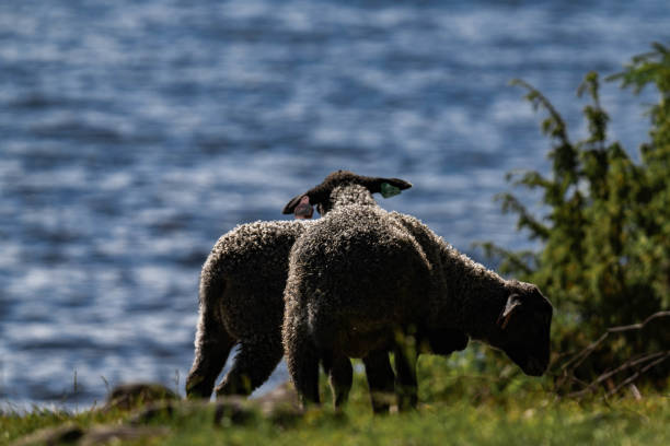 Two black lamb at the lake in summer