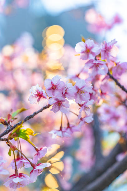 Beautiful cherry blossom sakura in spring