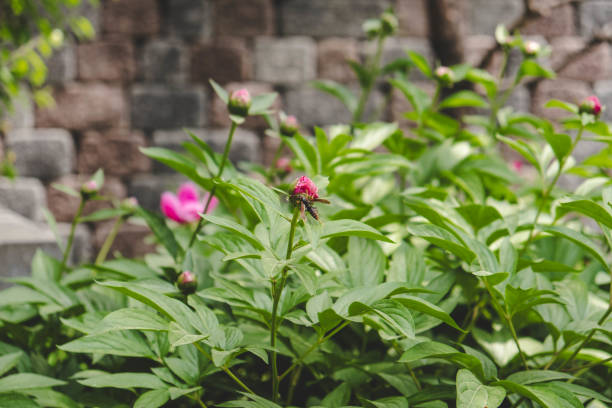 Peonies in the Rain: A Serene Landscape of Nature